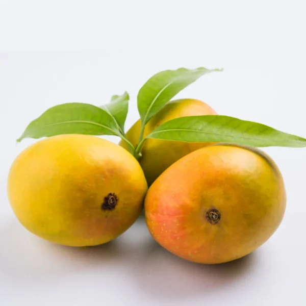 Ratnagiri Alphonso Mango (Medium 180-220g)